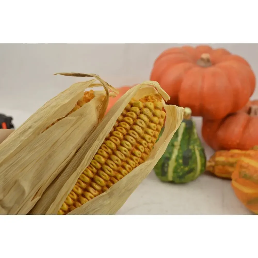 Pier 1 Fall Halloween Decor Lot Pumpkins Gourds Corn Witch Doll Autumn Harvest